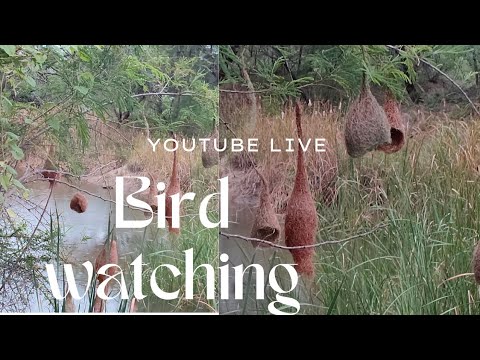 🪺 Hanging Bird Nests in Plenty | Morning Nature Walk Live 🌿