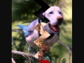 The Everly Brothers     BIRD DOG