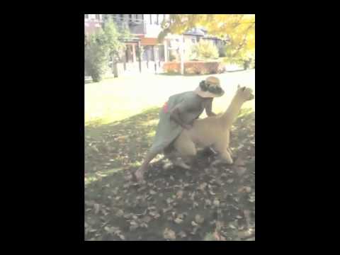 Felix Herngren slåss med en lama