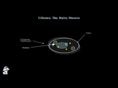 Protozoa – Definition, Classification, Characteristics, Structure, Locomotion, Examples - Video