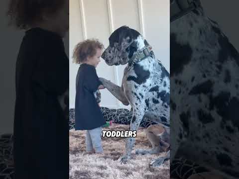 The Great Dane looks fierce but is actually very gentle#animals #funnyanimal #funny #greatdane