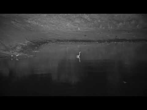 Djuma: Egyptian Geese, Grey Heron and Hippo - 01:13 - 08/22/21