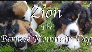 Zion - The Bernese Mountain Dog (long Version)