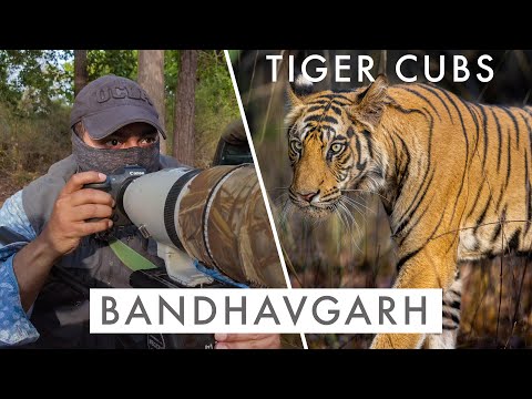 Photographing TIGER CUBS in BANDHAVGARH | TIGER COUNTRY Ep5 - THE NEXT GENERATION