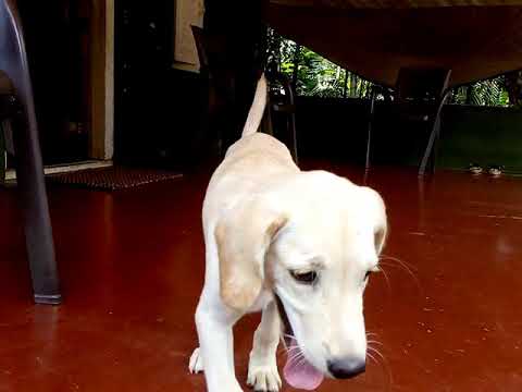 Labrador training