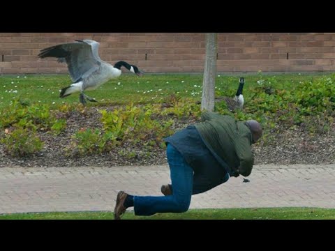 Funny Videos. Goose Chasing People