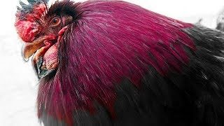 The Life of a Chicken in Winter