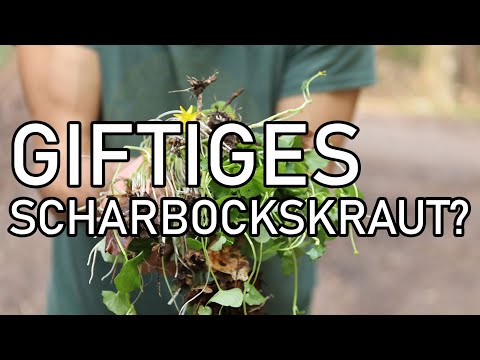 Wildgemüse Scharbockskraut - wer darf es essen und für wen ist es giftig?