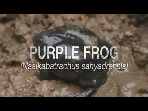 #OnTheBrink - The story of a frog as old as dinosaurs