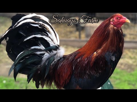 Sahuayo Sweater Penny Hatch | Beautiful Birds Big Farm Sahuayo Farm