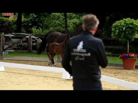 Endring - 20. Stute, geb. 05.04.2022 – V: Santos M: Sarotti Mokka Sahne – De Niro