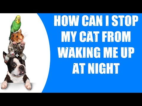 HOW CAN I STOP MY CAT FROM WAKING ME UP AT NIGHT