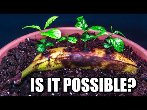 I Tried to Grow Lemon Trees in a Banana (Time-Lapse)