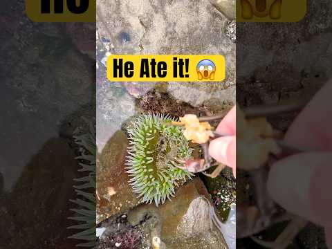 Sea Anemone Eats Crab! 😱 (Satisfying)  #shorts #animals