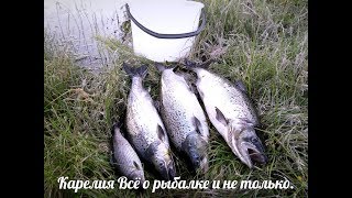 Рыбалка на лосось в карелии