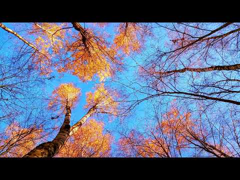 Vasile Palfi - La mijlocu' cerului (Grigore Lese)