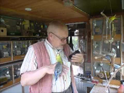 2013 07 15 Der Wellifluestererfilm des Tages