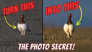 THE Secret That Took My Wildlife Photos from Meh to Amazing