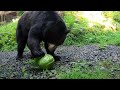 Black Bears Enjoy Tasty Treats For National Watermelon Day