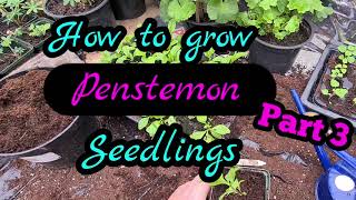 2021 How to grow penstemon from seed part 3 Guaranteed results every time