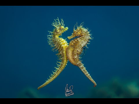 Seahorse dance June 2022