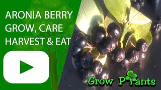 Aronia berry - grow, care, harvest & eat (Chokeberry)