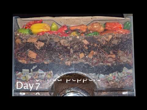 Flash-lit Layered Worm Bin 1-month Time-lapse - FAST PLAYBACK - vermicomposting