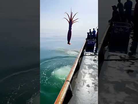 “NO WAY!” A Shark Times It PERFECTLY and Snatches the Squid Mid Air