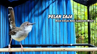 Download lagu ciblek gacor ini AMPUH buat Pancingan ciblek semi dan ciblek kristal bahan, Masteran Ciblek ngebren mp3