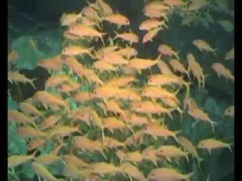 Wracks im Roten Meer