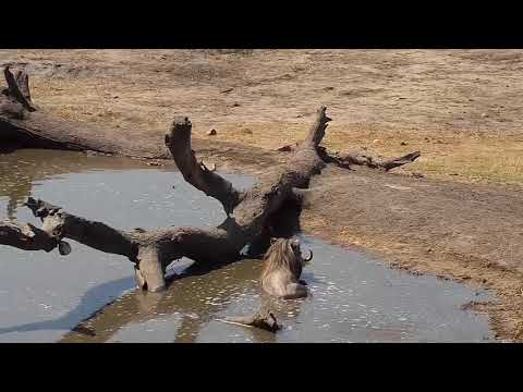 Djuma: Nyala bull, Egyptian Geese, Blacksmith Lapwing teen and Warthog family - 12:52 - 09/17/19