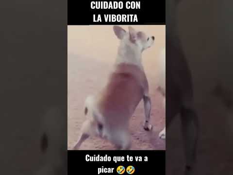 la viborita 🤣🤣#culebra #perros #fpy #viral #xd