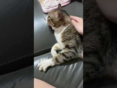 Cat : bite when u touch his tummy