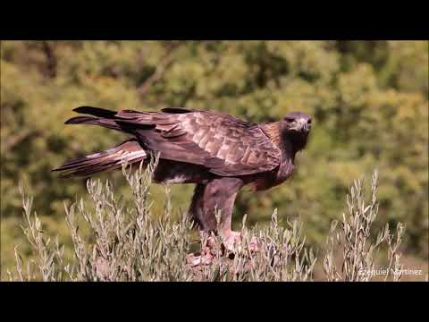 Los aliados del lobo