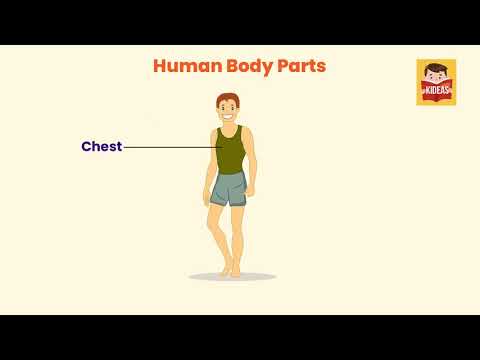 Learn Human Body Parts - Animated Video - Kids Learning - Kideas