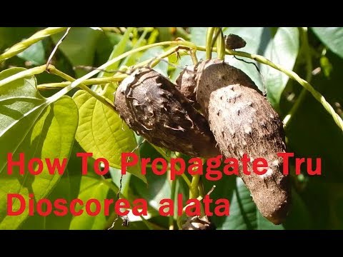 dioscorea a magas vérnyomásból)