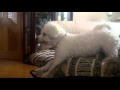 Dog Hears Window Cleaner