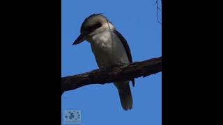 Download lagu Laughing Kookaburra #shorts mp3 Download lagu Laughing Kookaburra #shorts mp3