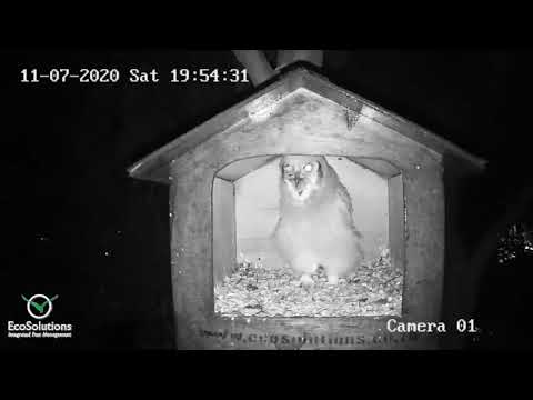 The Best Owl Cam in the world - an Owlet eating a rat!