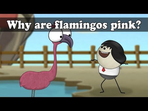 Why are flamingos pink? | #aumsum