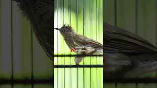 Download lagu SIRI SIRI GACOR NEBAK SUPER PEDES mp3 Download lagu SIRI SIRI GACOR NEBAK SUPER PEDES mp3