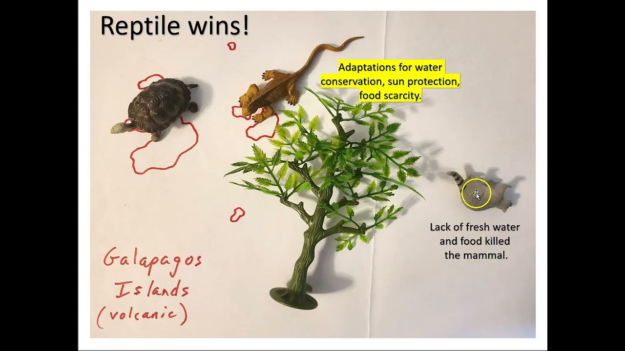 Darwin's evidence for species change: Species distribution part 2