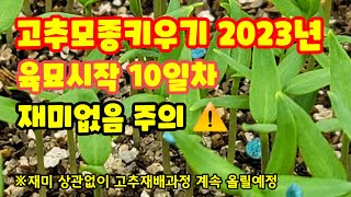 고추모종키우기 육묘 10일차 품종 코레곤 칼탄에이스 세븐스타 (주)바른씨드 트리플엑스 아직은 어려요 [고추재…