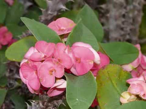 "PROS DAEL KHYUM SRALANH" by Pen Ran