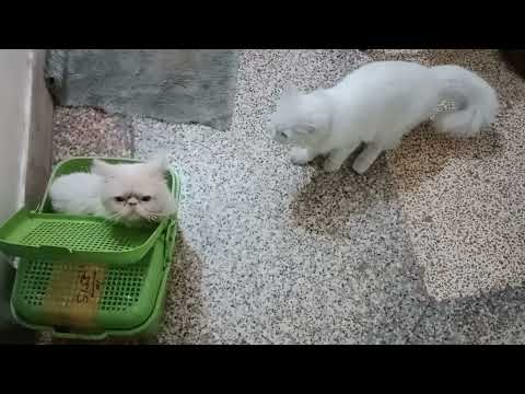 Persian female cat not agree matting |  Why is my cat not mating #persiancatgujranwala
