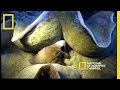 Monster Der Tiefe National Geographic