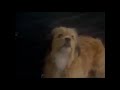 Clifford S Really Big Movie Bonus Video