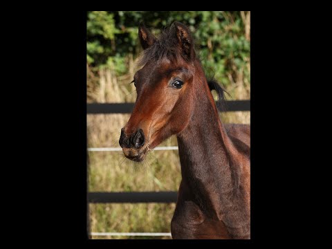 Omelly PF  ganz Privat.  For Romance I x Krack C x Dolany