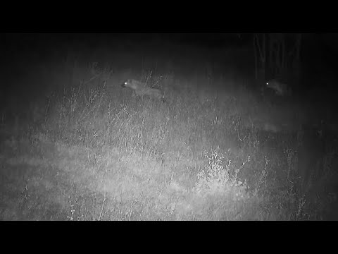 Djuma: Two Hyenas by the small pan looking around - 09:34 - 07/08/2023