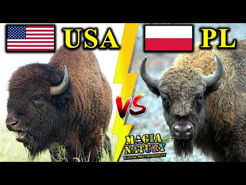 Amerykańskie Odpowiedniki Polskich Zwierząt - Które są Większe, Silniejsze?